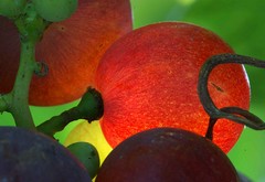 Le Manoir du Chambon - raisins dans le vignoble de Bergerac ©paysdebergerac