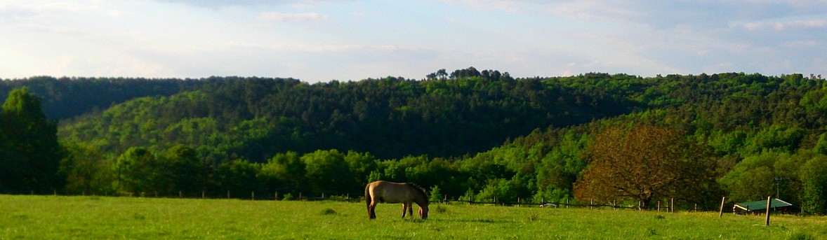le thot cheval - Manoir du Chambon - Dordogne Périgord